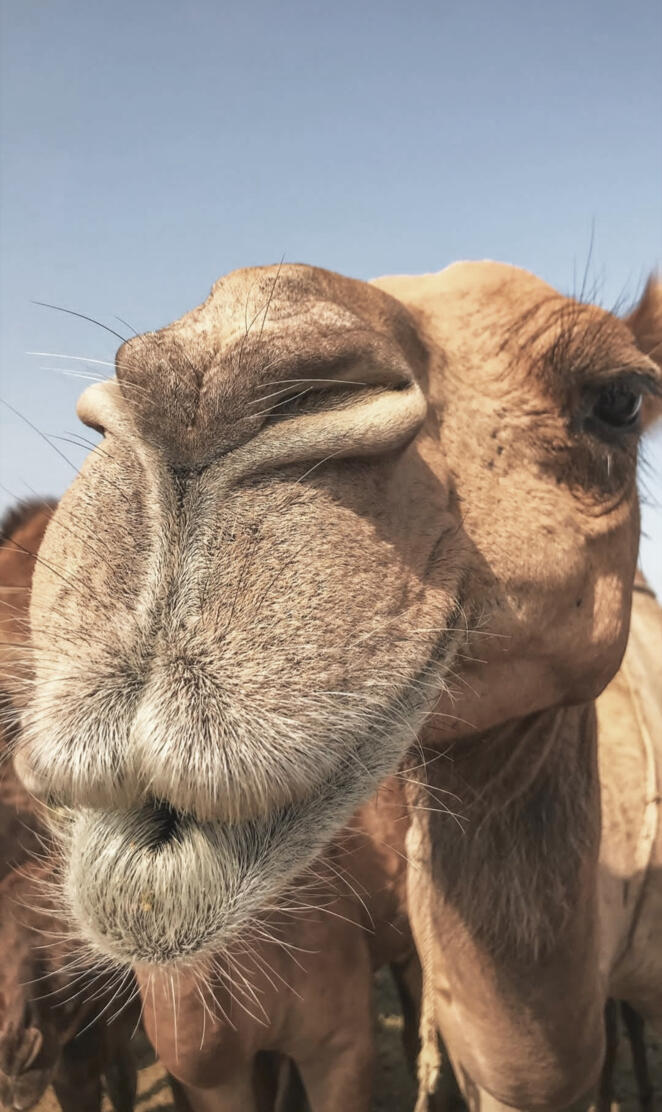 Camel