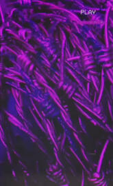 Purple Image