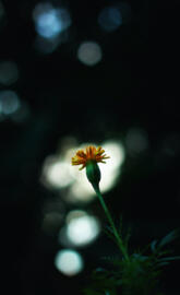 ananthu ajayan Flower