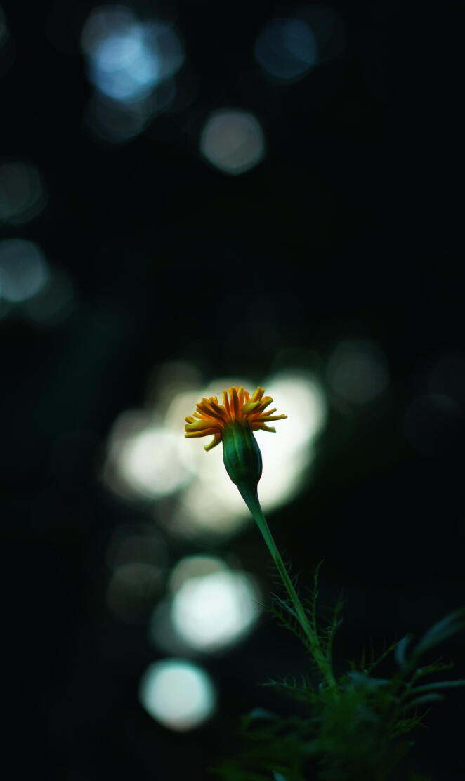 ananthu ajayan Flower