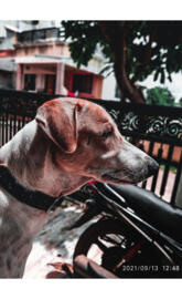 Dog cinematic images