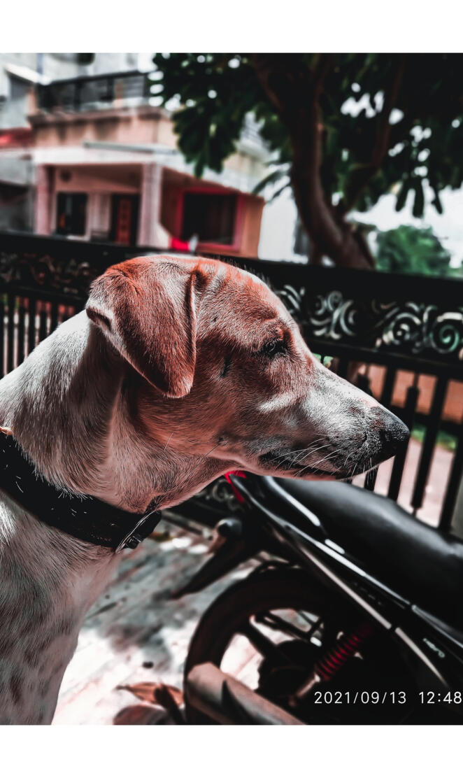 Dog cinematic images