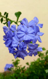 Purple flowers