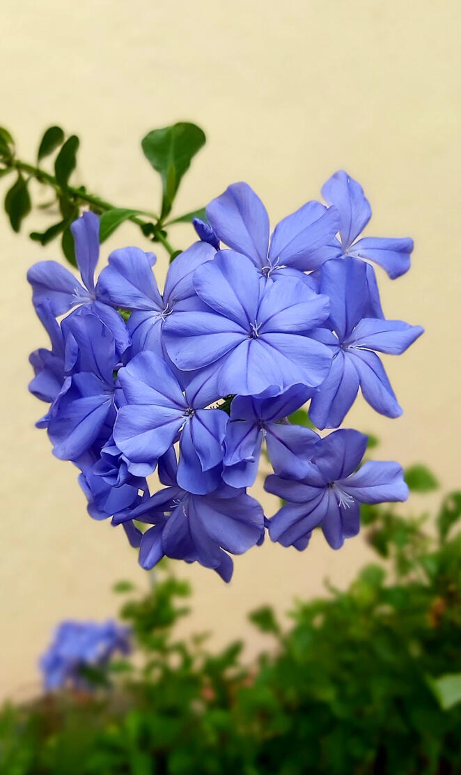 Purple flowers