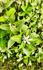 Jasmine Flower