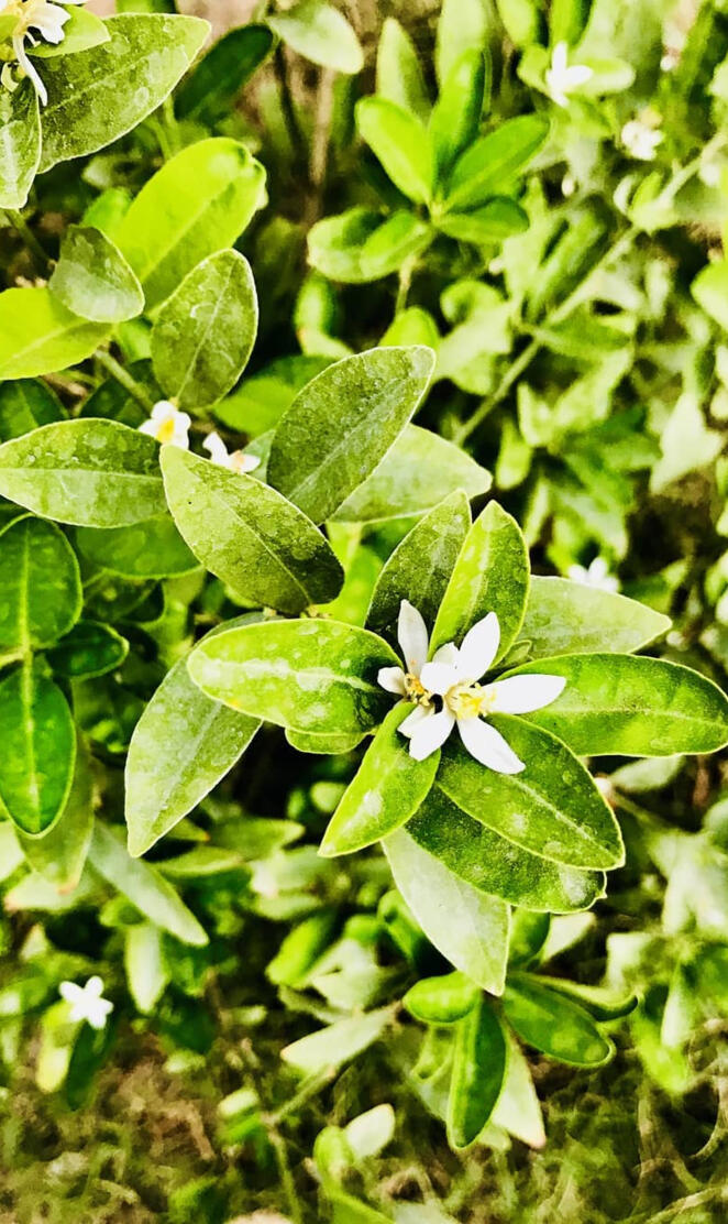 Jasmine Flower