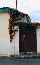Flowers and door