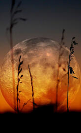 Full Moon and Grass