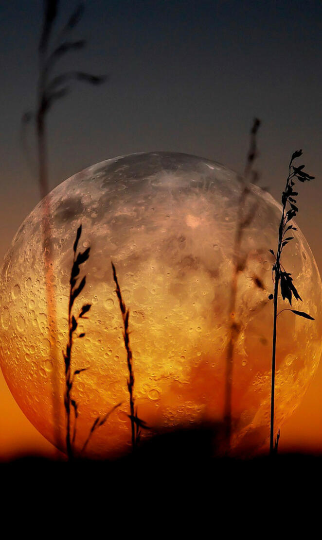 Full Moon and Grass