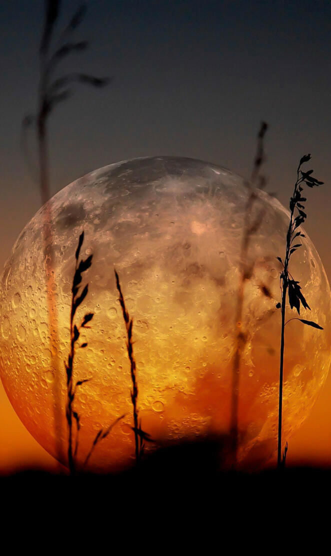 Full Moon and Grass