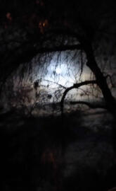Moonlit tree