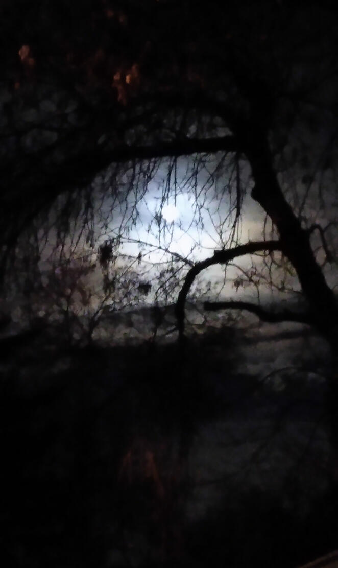 Moonlit tree