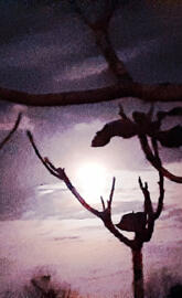 Purple Moonlit night