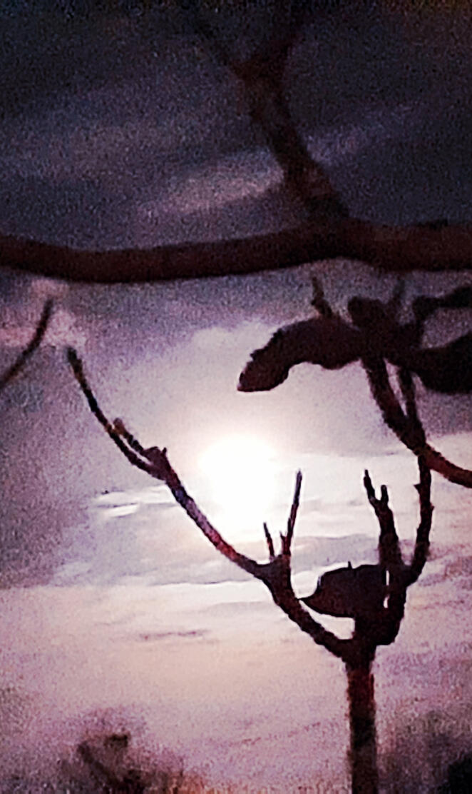 Purple Moonlit night