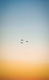 Birds Sunset