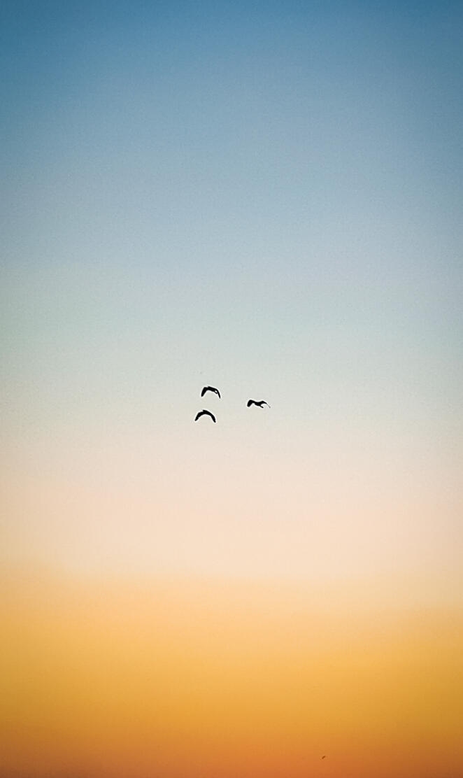 Birds Sunset