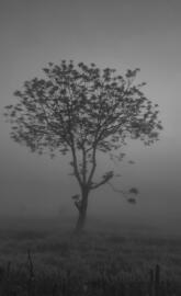 Tree with moon night