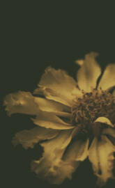 Marigold dark