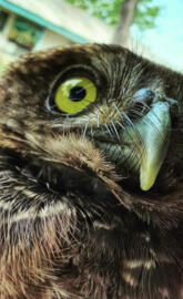 Owl