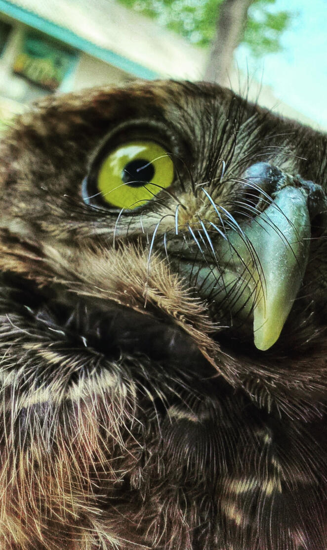 Owl