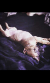 Little Miss Angrboda