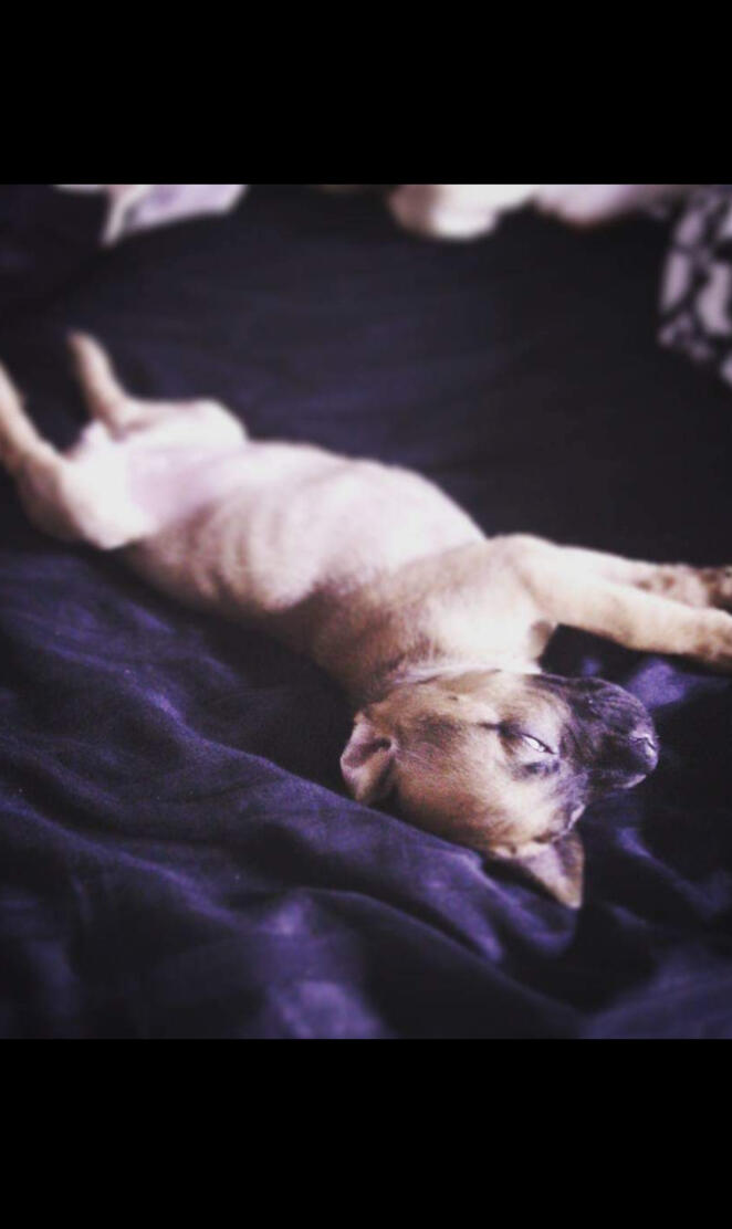 Little Miss Angrboda