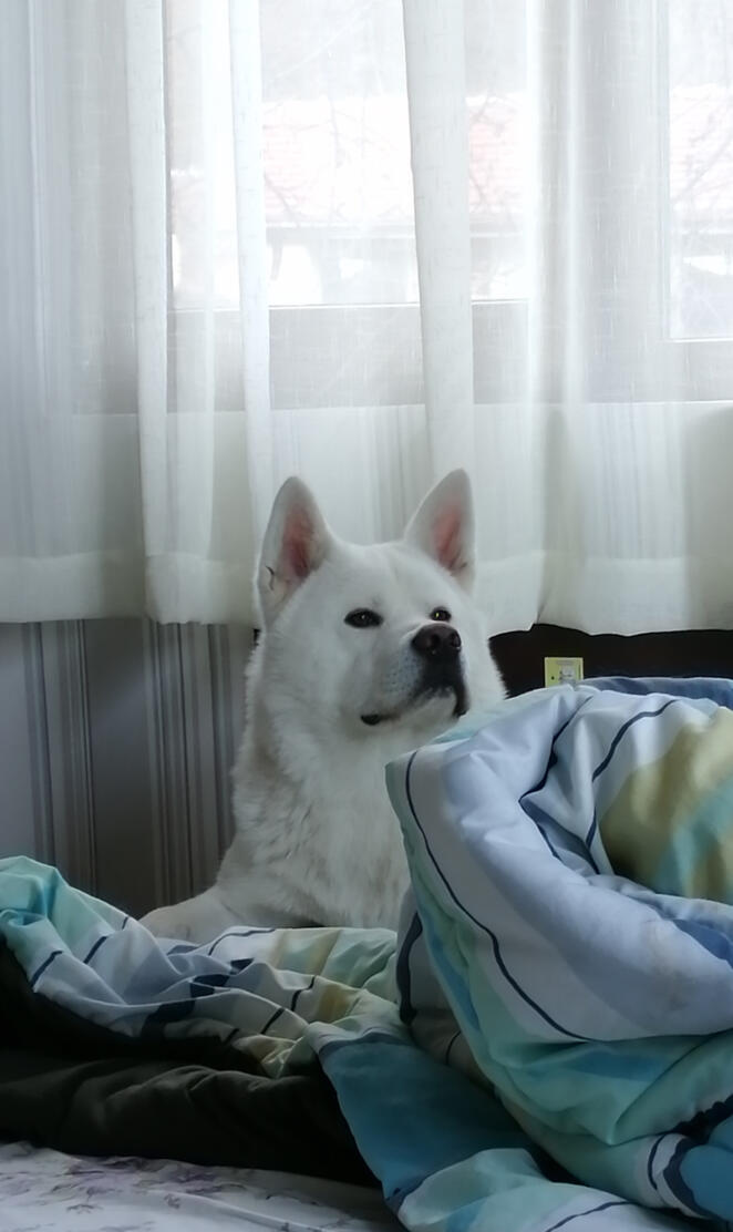 Akita inu sleep