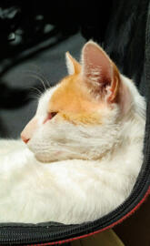White cat