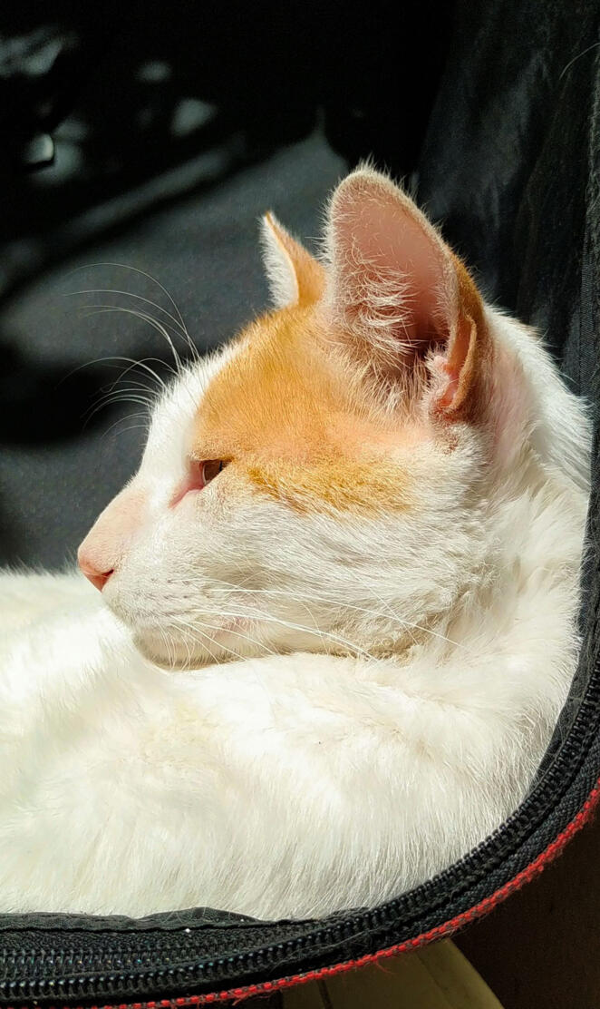 White cat