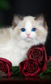 Ragdoll cat