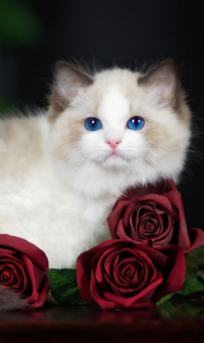 Ragdoll cat
