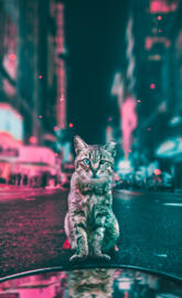 Cats in the city
