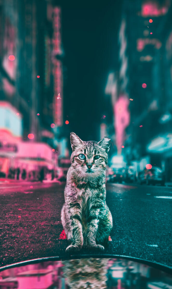 Cats in the city