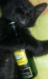 Drunk Cat