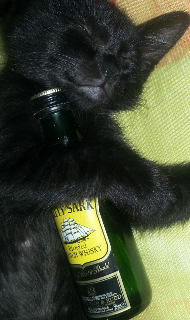 Drunk Cat