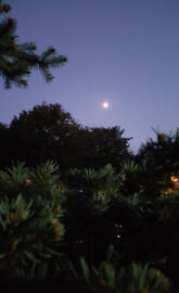 night moon tree