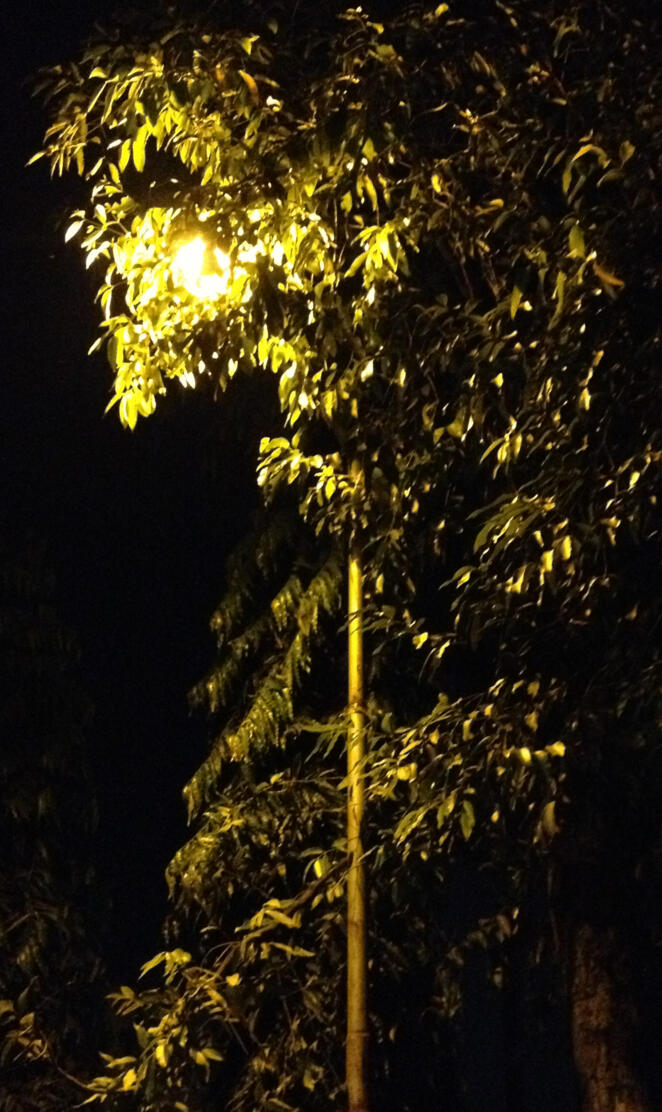 streetlight at night