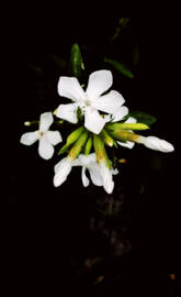 White flower