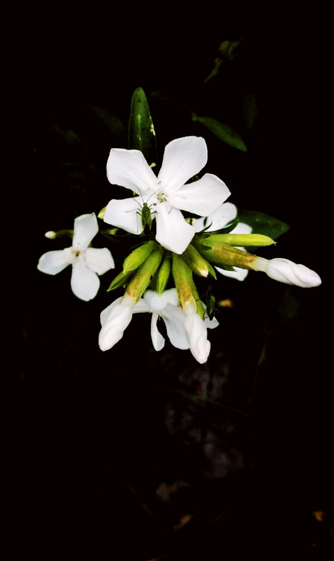 White flower