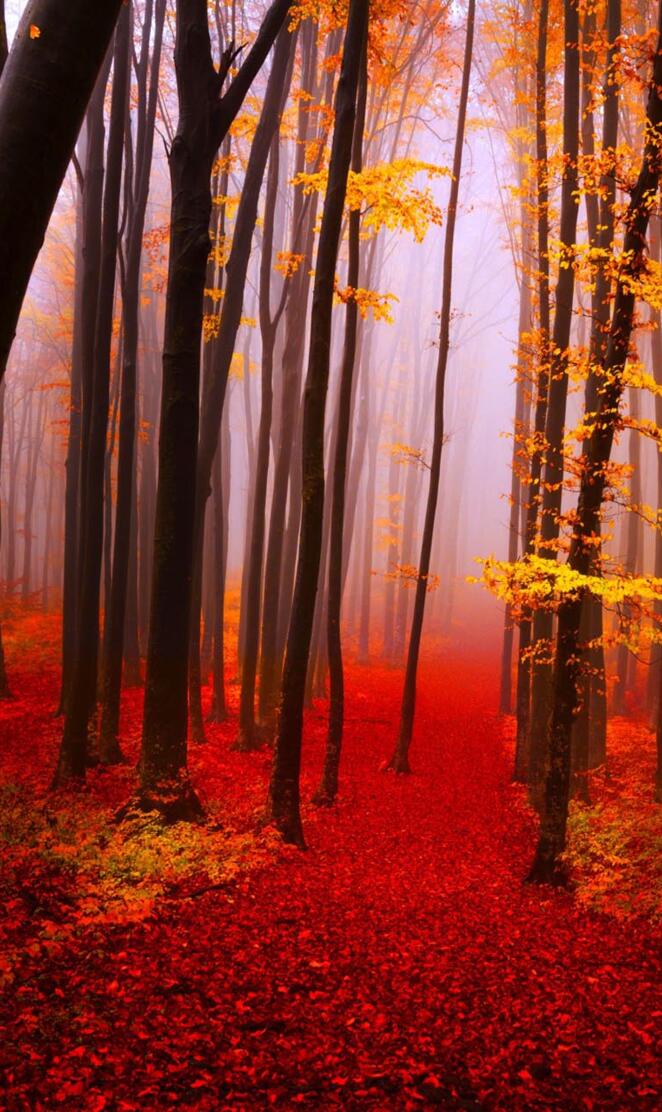 Autumn Forest
