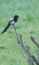 magpie