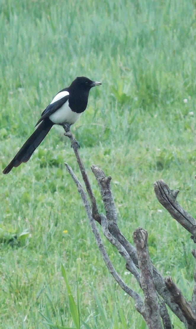 magpie