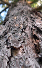 Bark