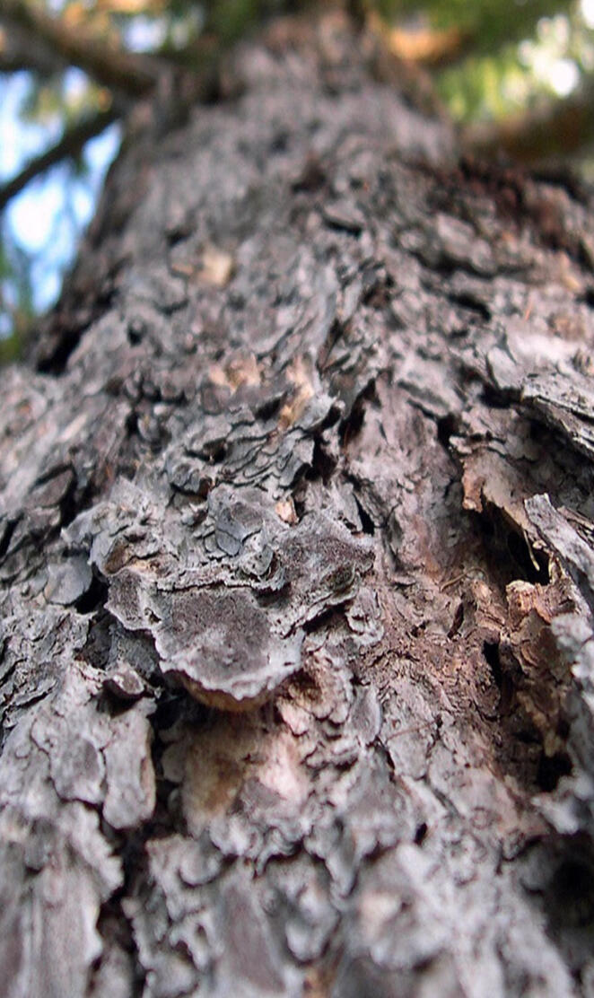 Bark