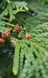 Baby pinecones