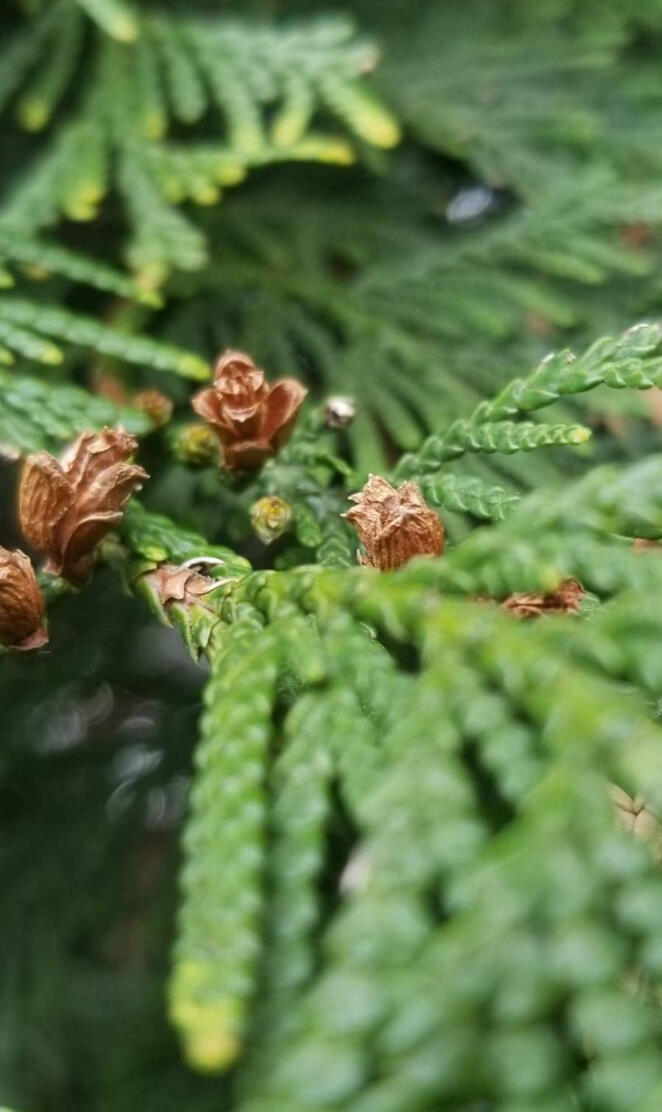 Baby pinecones