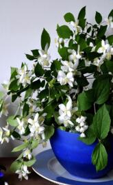 jasmine flowers