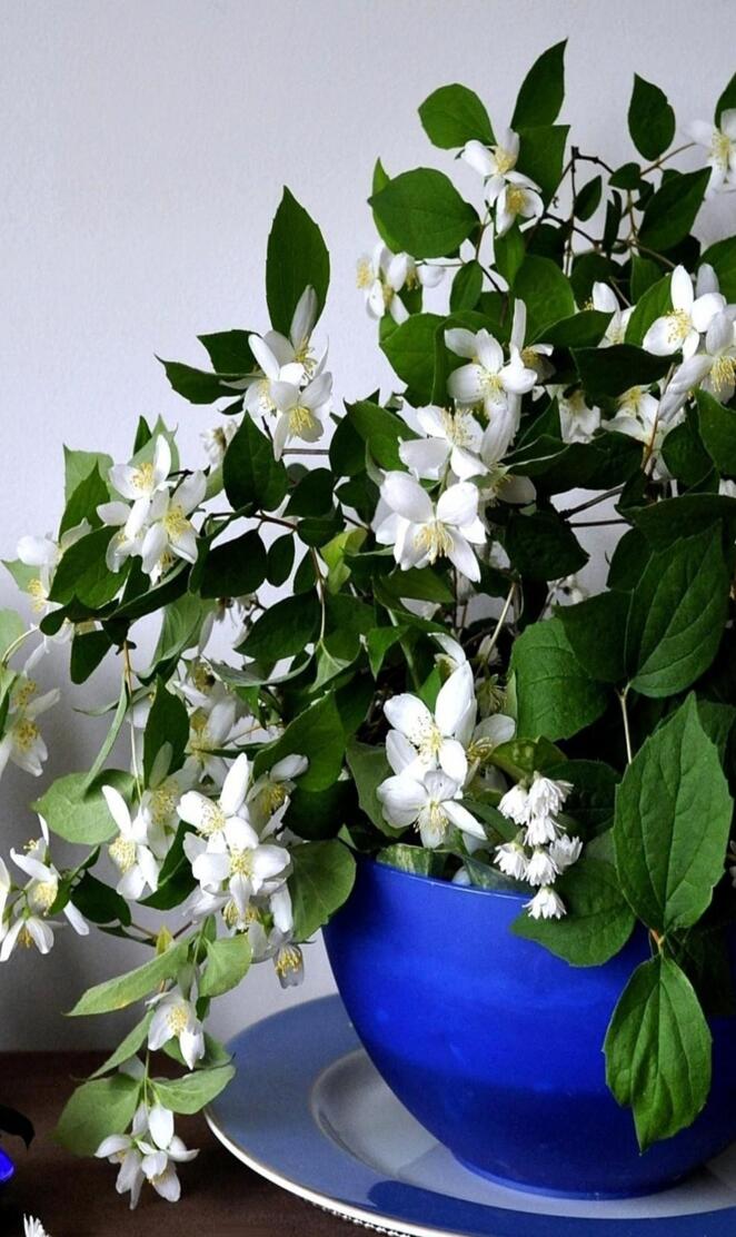 jasmine flowers