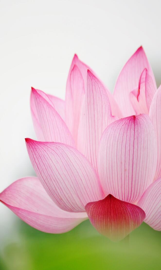 pink lily