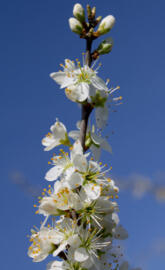 white blossom flower